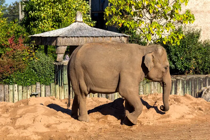 Asian elephant on a sandy bank at Chester Zoo